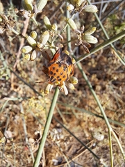 Graphosoma