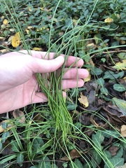 Allium vineale