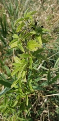 Urtica dioica