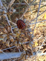 Graphosoma