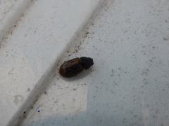 Aphodiini