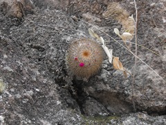 Mammillaria haageana conspicua