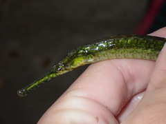 Syngnathus floridae