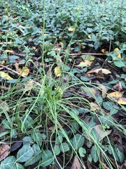 Allium vineale