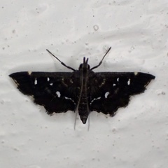 Diathrausta
