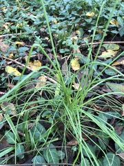 Allium vineale
