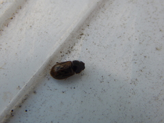 Aphodiini