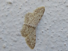 Idaea incisaria