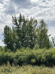 Populus deltoides