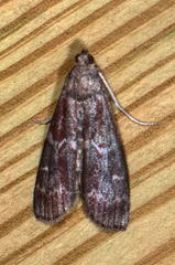 Euzophera ostricolorella