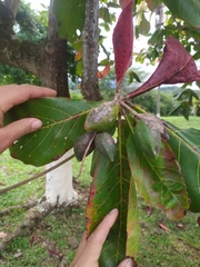 Terminalia catappa