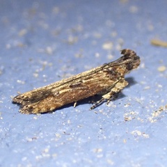 Prostomeus brunneus