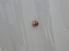 Tytthaspis sedecimpunctata