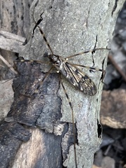 Limoniidae