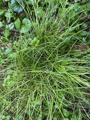 Carex rosea