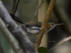 Ramphocaenus melanurus