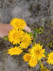 Oedera imbricata