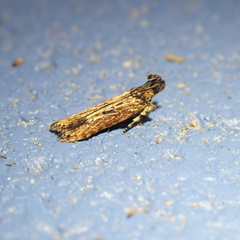Prostomeus brunneus