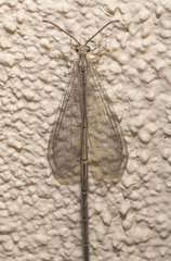 Brachynemurus
