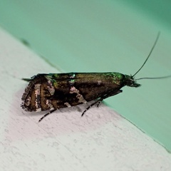 Glyphipteriginae