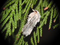 Polymixis dubia