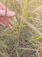Bromus inermis