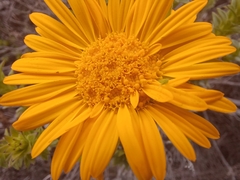 Oedera imbricata