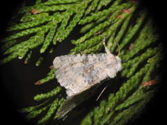 Polymixis dubia