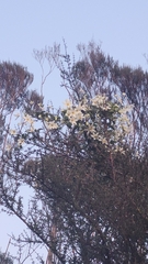 Clematis paniculata