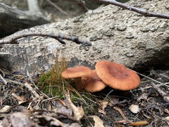 Lactarius rubidus