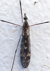 Tipulidae
