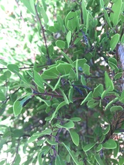 Arctostaphylos bakeri