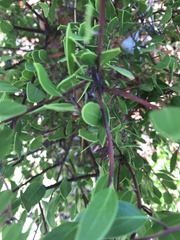 Arctostaphylos bakeri