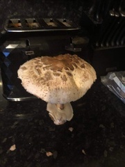 Rhacodium