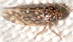 Xestocephalus superbus