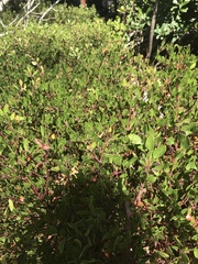 Arctostaphylos bakeri