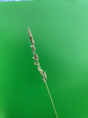 Poa compressa