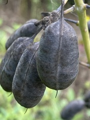 Baptisia alba