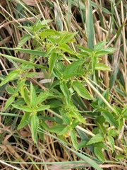 Verbena hastata