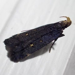 Dichomeris agonia