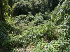 Passiflora incarnata × cincinnata