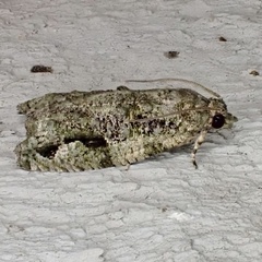 Proteoteras implicata