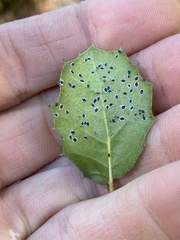 Tetraleurodes perileuca