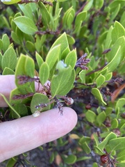 Arctostaphylos densiflora