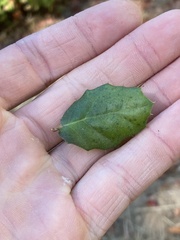 Tetraleurodes perileuca