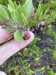 Arctostaphylos densiflora