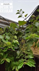 Cissus verticillata