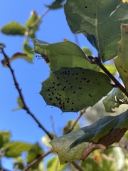 Tetraleurodes perileuca