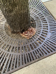 Ganoderma sessile