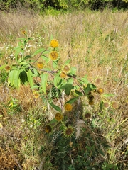 Helianthus grosseserratus